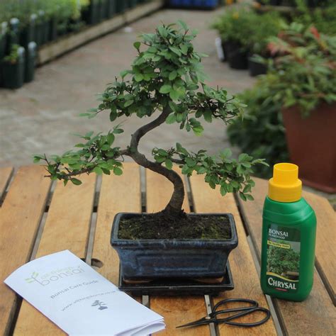 eight year old bonsai tree basic gift set by all things bonsai | notonthehighstreet.com