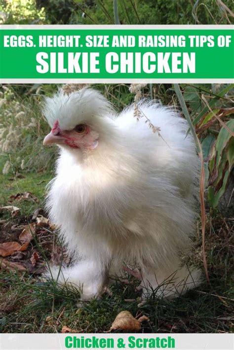 Silkie Chickens: Eggs, Height, Size and Raising Tips