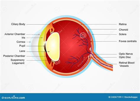 De Anatomie Van Het Oog Royalty-vrije Stock Afbeeldingen - Afbeelding ...