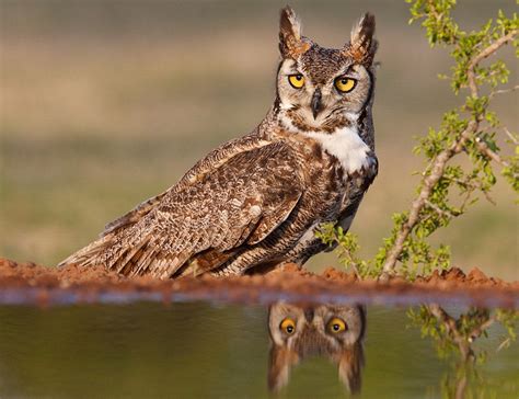 Great Horned Owl | Audubon Field Guide