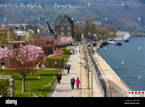 Rhine promenade in Bingen am Rhein, spring, bloom of ornamental cherry ...