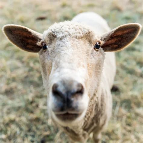 Sheep with horns — Stock Photo © luissantos84 #9980733