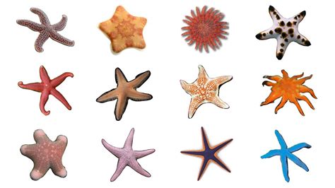 Are Sea Stars Meroplankton Or Holoplankton? Quick Answer ...