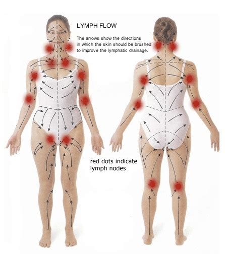 Lymphatic System Drainage