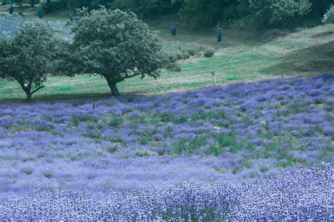 How Can You Use Cow Manure To Enhance Your Lawn?