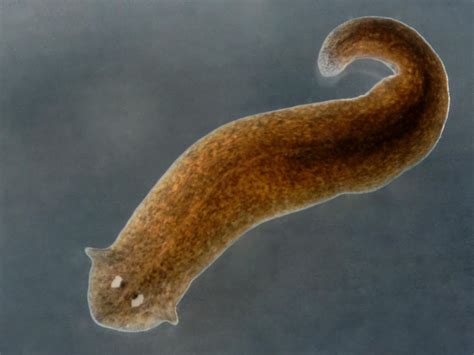 Scientists find single cell that can be used to regenerate entire animal | The Independent | The ...