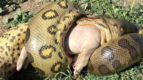 Anaconda eats Pig (Time Lapse x4) - YouTube