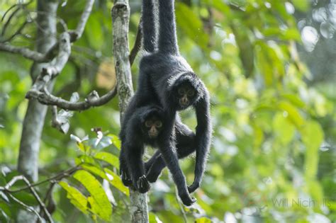 I Took My Camera to the Most Biodiverse Place on Earth | Nature TTL