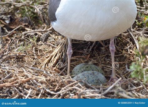 Nesting Seagull and Eggs stock image. Image of legs, nesting - 50885359