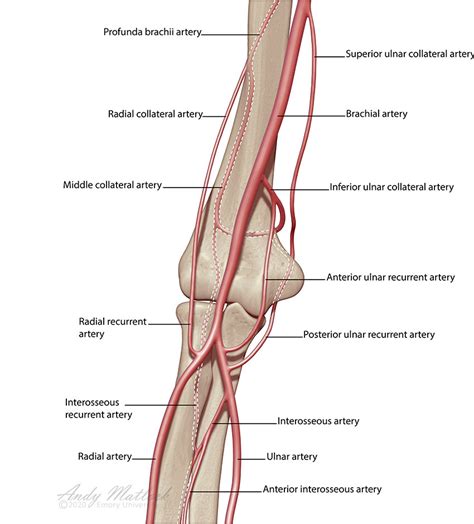 Arteries of the Elbow | Behance