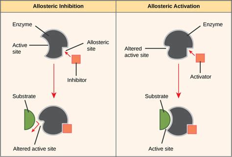 Enzymes | Boundless Biology