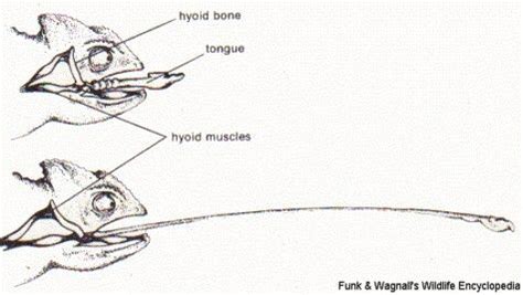 Mechanisms of a Chameleons Tongue Diagram | Chameleon tongue, Chameleon, Zoology