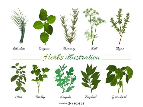 Herbal Vector & Graphics to Download