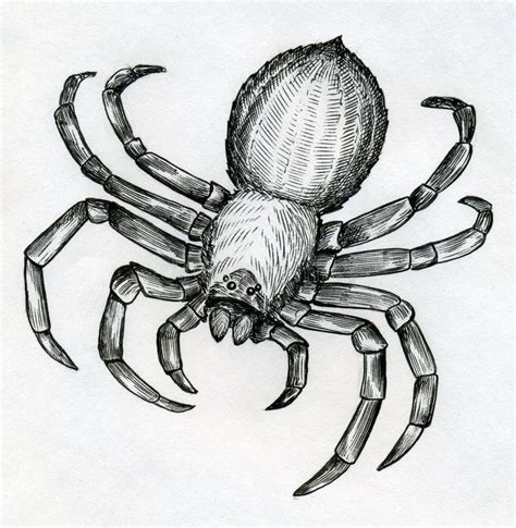 Araña grande asustadiza stock de ilustración. Ilustración de mazorca - 37149418