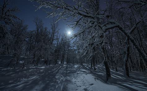 Download Moon Night Snow Forest Tree Nature Winter HD Wallpaper