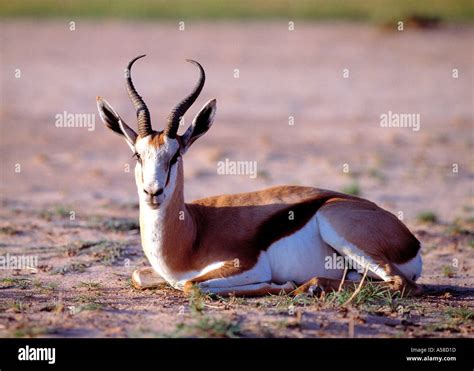 Springbok, South Africa Stock Photo - Alamy