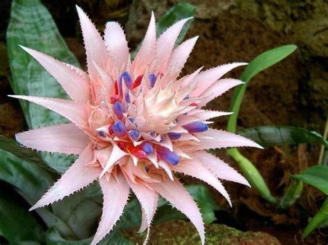 Bromelia Unusual Flowers, Amazing Flowers, Pink Flowers, Beautiful Flowers, Flower Soft, Orchid ...