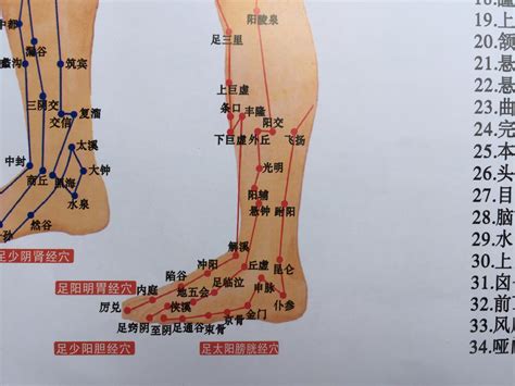 腿经络图,腿部经络图位置清晰图 - 伤感说说吧