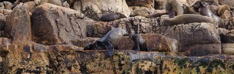 Seals in the Robberg Nature Reserve in Plettenberg Bay, South Africa