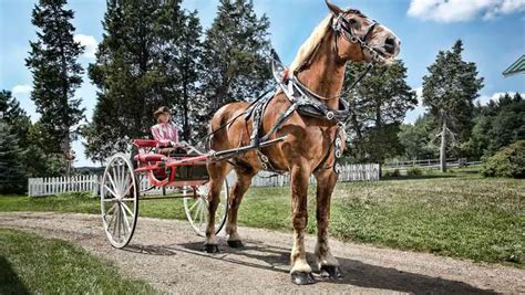 Big Jake - the world's tallest horse - video | Guinness World Records