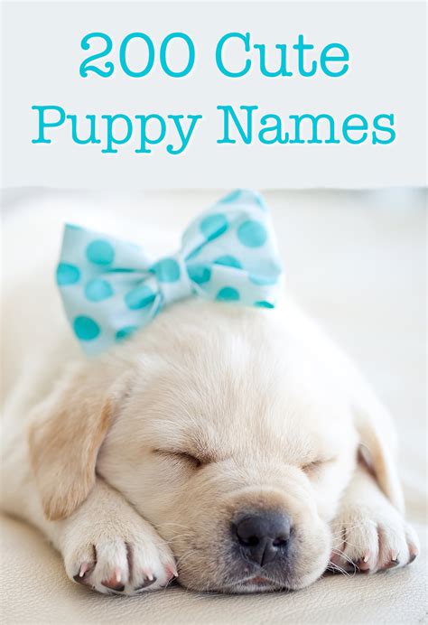 Cute Puppy Names - Over 200 Adorable Ideas For Naming Your Dog