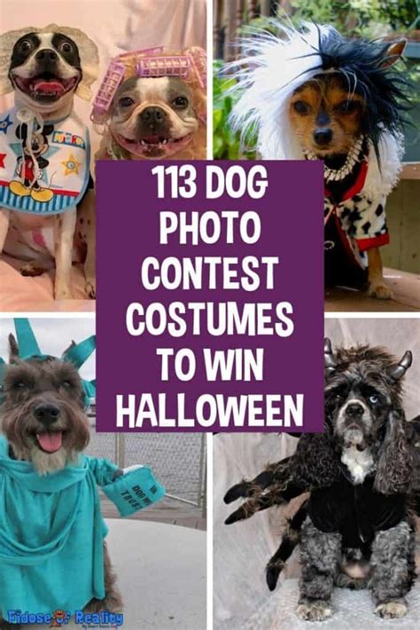 113 Dog Photo Contest Costumes To Win Halloween - Fidose of Reality