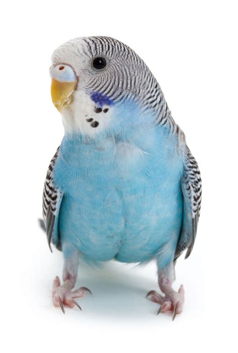 Beautiful little blue budgie\/parakeet. Reminds me of my Flip that I ...