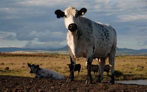 Are Speckle Park the new Angus? | Queensland Country Life | QLD