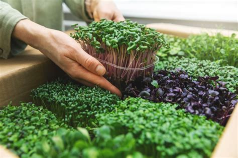 Microgreens: Erklärung, Sorten & Verwendung - Plantura