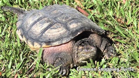 Alligator Snapping Turtle Identification - YouTube