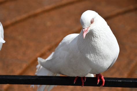 Burung Merpati Putih - Foto gratis di Pixabay - Pixabay