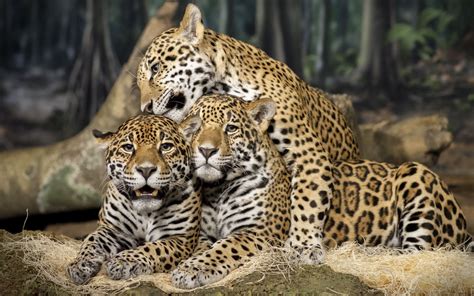 Rainforest Animals Facts Jaguar