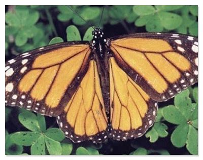 Butterfly Town, USA - Resources