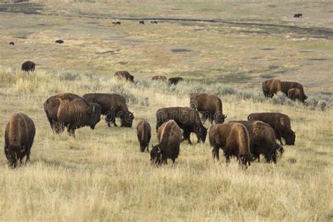 Herd of Bison Grazing in Lamar Valley, Yellowstone Park, Wyoming Stock Photo - Image of nature ...