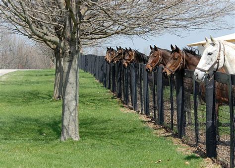 Line-up Claiborne Farm | Kentucky horse farms, Horses, Beautiful horses