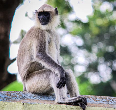 A grey langur - PixaHive