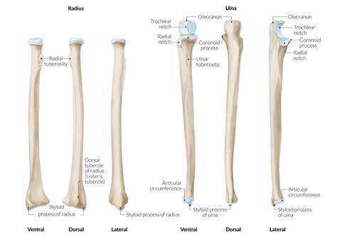 Dorsal Tubercle Of Radius Bone