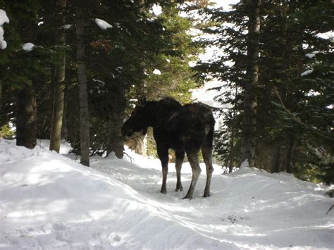 Animal Instincts: Wildlife Viewing in Wyoming