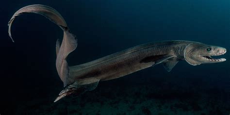 Frilled shark (Chlamydoselachus anguineus) ラブカ | Frilled shark, Shark, Deep sea creatures