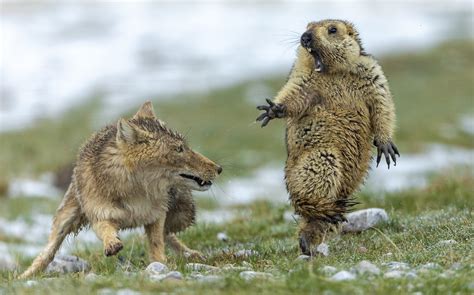 The moment: Tibetan fox versus marmot