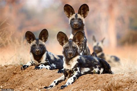 Amazing pictures show softer side of pack of savage African wild dogs ...