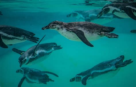 Chester Zoo shares adorable video of baby penguins taking their first ...