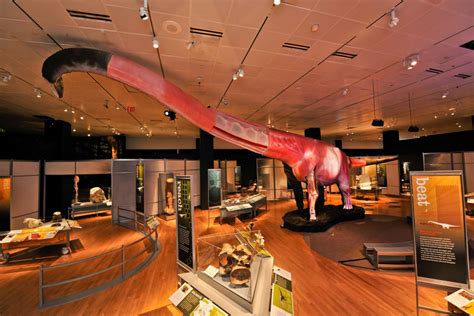 "The World's Largest Dinosaurs" At SF's Academy Of Sciences