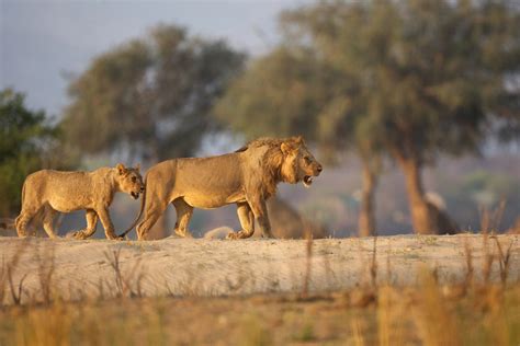 Mana Pools National Park wildlife location in Zimbabwe, Africa | Wildlife Worldwide