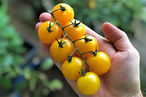 Tomato Geek - Growing and Cooking Tomatoes