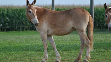 Hinny is a hybrid of male horse and a female donkey. They are not seen ...