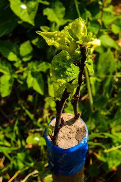 Premium Photo | Spring grafting of fruit trees rootstock and rootstock in the photo close up