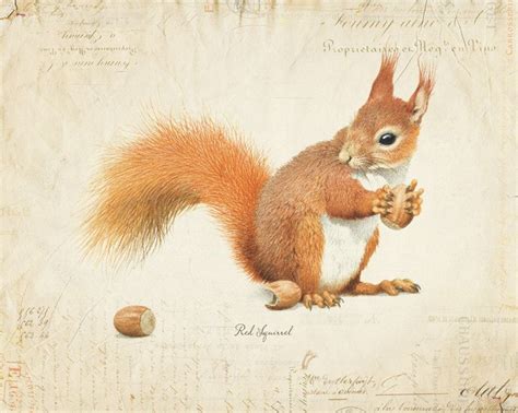 Vintage Red Squirrel on French Ephemera Print 8x10 P56 - Etsy | Squirrel illustration, Squirrel ...