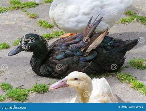 Black Cayuga Duck Showing Colorful Iridescence On Feathers. Royalty ...