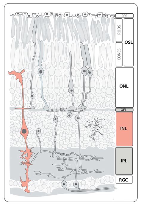 muller glia — Zebrafish UCL